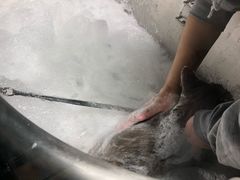 -PETKIT 小佩宠物·低压洗护·美容·寄养(安远店)