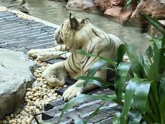 -白虎自助餐厅·真老虎·景观自助餐厅(广州长隆酒店)
