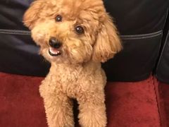 -严国平动物医院(德政总院)