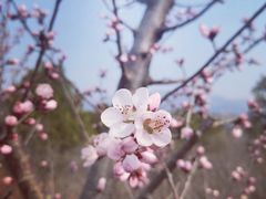 -白水寺森林公园