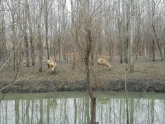 -溱湖国家湿地公园