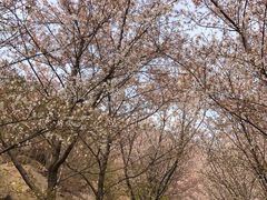 -樱花山风景区