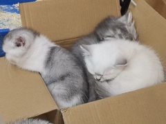 -猫咪派对(江南西店)