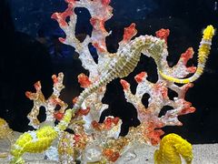 -欢乐海岸海洋奇梦馆