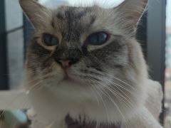 -怪兽屋·羊驼·猫咖·狗咖(俊华广场店)