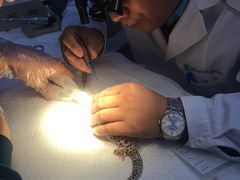 -瑞派·关忠动物医院·异宠专科·犬猫肿瘤·皮肤专科(望京店)