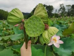 -东湖磨山景区