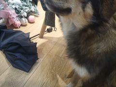 -Pets First伊珊娜洗护·精致美容·家庭式寄养(新会路店)