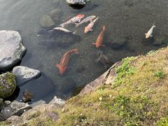 -水前寺成趣园