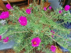 -双廊杨记石锅鱼石锅牛肉