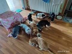 -瑞派福兴宠物医院犬猫全科·骨科·中西医结合(河东店)