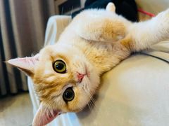 -猫大福·Fortune Cat猫舍(百子湾店)