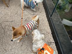 -J Create城市露营咖啡·简餐·宠物(上海动物园店)