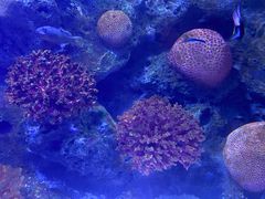 -暹罗海洋世界