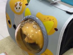 -天宠宠物医院24小时·急重症诊疗中心·全科·腔镜特色(和平分院)