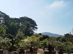 -东莞植物园