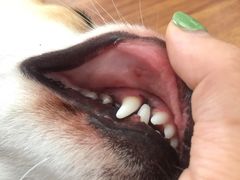 -百好乐宠物友好餐厅(朝外大街店)