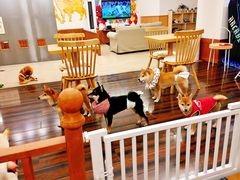 -豆柴町-柴犬主题狗咖(红鼎国际C座店)