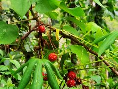 -海南热带雨林国家公园吊罗山景区