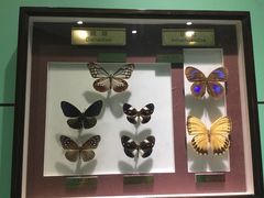 -上海昆虫博物馆