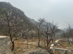 -大岭沟猕猴桃谷风景区