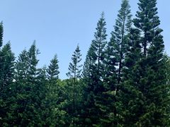 -深圳仙湖植物园