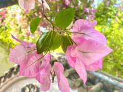 -深圳国际园林花卉博览园