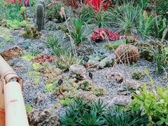 -中国科学院西双版纳热带植物园