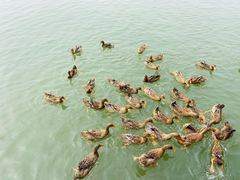 -野鸭湖国家湿地公园