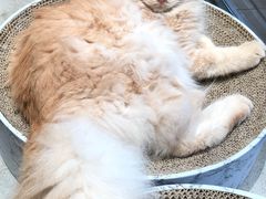 -瞄一喵猫咖(格力海岸店)