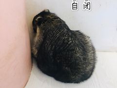 -浣熊柯尔鸭土拨鼠·电玩咖