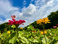 -上海共青森林公园