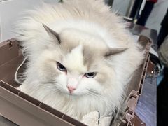 -北京赛佳动物医院