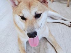 -柴犬高等学院·狗咖·柴犬售卖·宠物训练