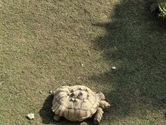 -广东惠东海龟国家级自然保护区