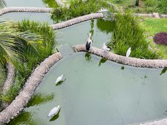 -新加坡飞禽公园