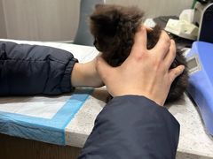 -半岛宠物医院24小时(西派城店)