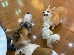 -汪说·狗咖·拼豆·宠物周边DIY(旺城大厦店)