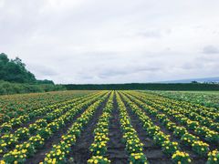 -富田农场