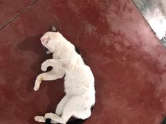 -ခြောက်ထပ်ကြီးရွှေသာလျောင်းဘုရားကြီး