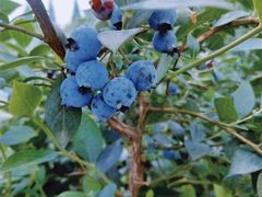 -金谷域澳洲庄园