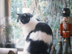-海边的猫和咖啡馆