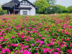 -橘子洲景区