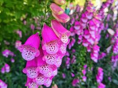 -上海滨江森林公园