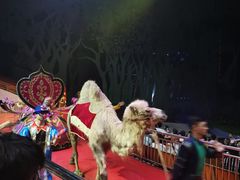 -灵玲国际马戏城
