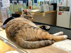 -猫的天空之城概念书店(杭州南宋御街店)