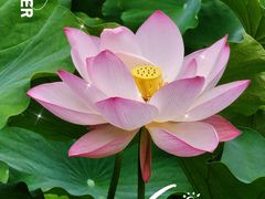 -四川大学(华西校区)