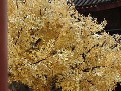-广东圆玄道观