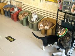 -平行世界·猫咖(首经贸店)