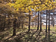 -芦芽山旅游度假区